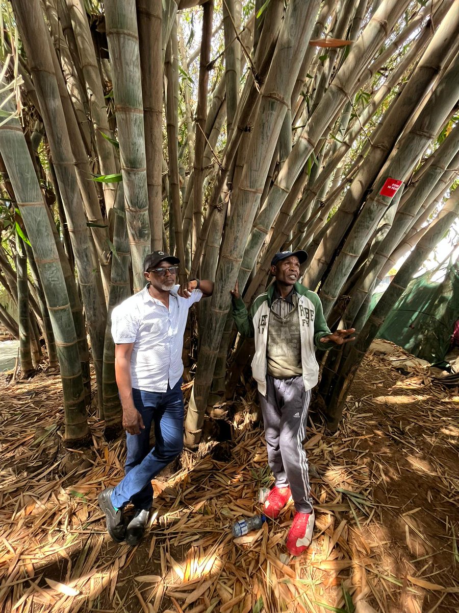 KenyanReg's tweet photo. #ArthurAdeya Wouldn't it be great if we have River of Bamboos alongside our rivers? Sometimes the simplest idea could be the most profound. Asante Humphrey of #GhettoFarmers #Kiamaiko #RiveNiLife #PlacemakingNairobi @KDI_Kenya @kimanisdi @GoDownArts πΈ by @engjoemulligan https://t.co/i1yNL3yZS1