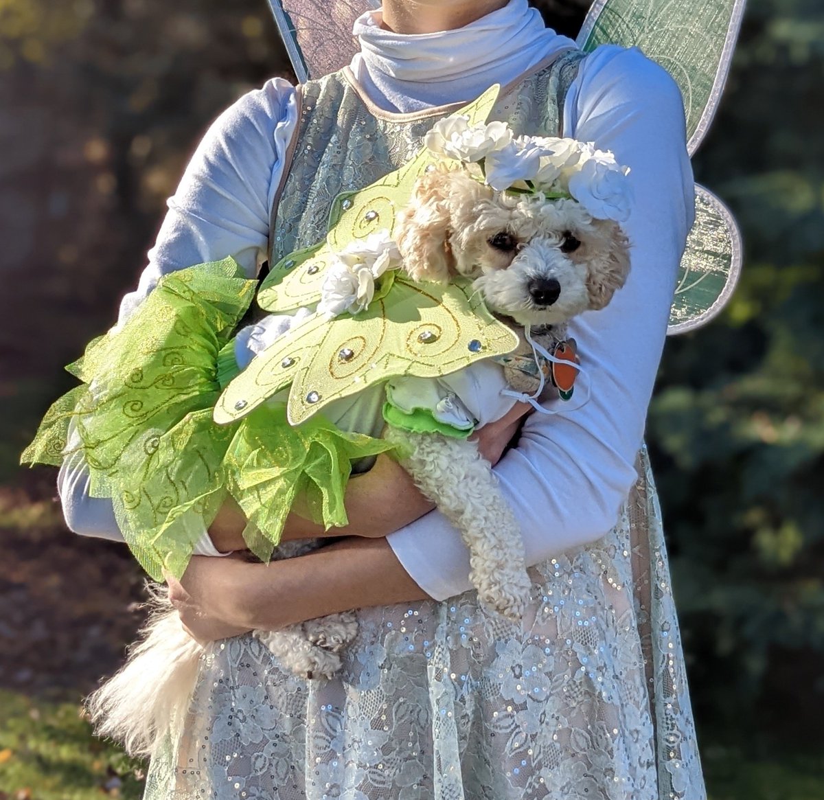 In 2021 I was a bee and hooman was a beekeeper, in 2022 hooman and I were both fairies 🐝🧚‍♀️ Any guesses of what our costumes are this year?