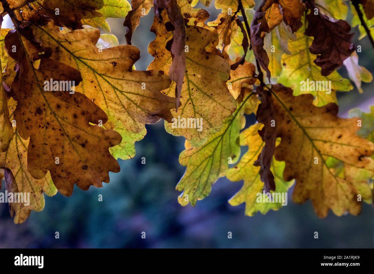 binorable's tweet photo. #AlamyPOTM #AlamyAutumnal
IDs: 2H4FANG, 2A4AWKM, 2A1RJK9, 2AXNW86
@AlamyContent https://t.co/rFrp7M2udN