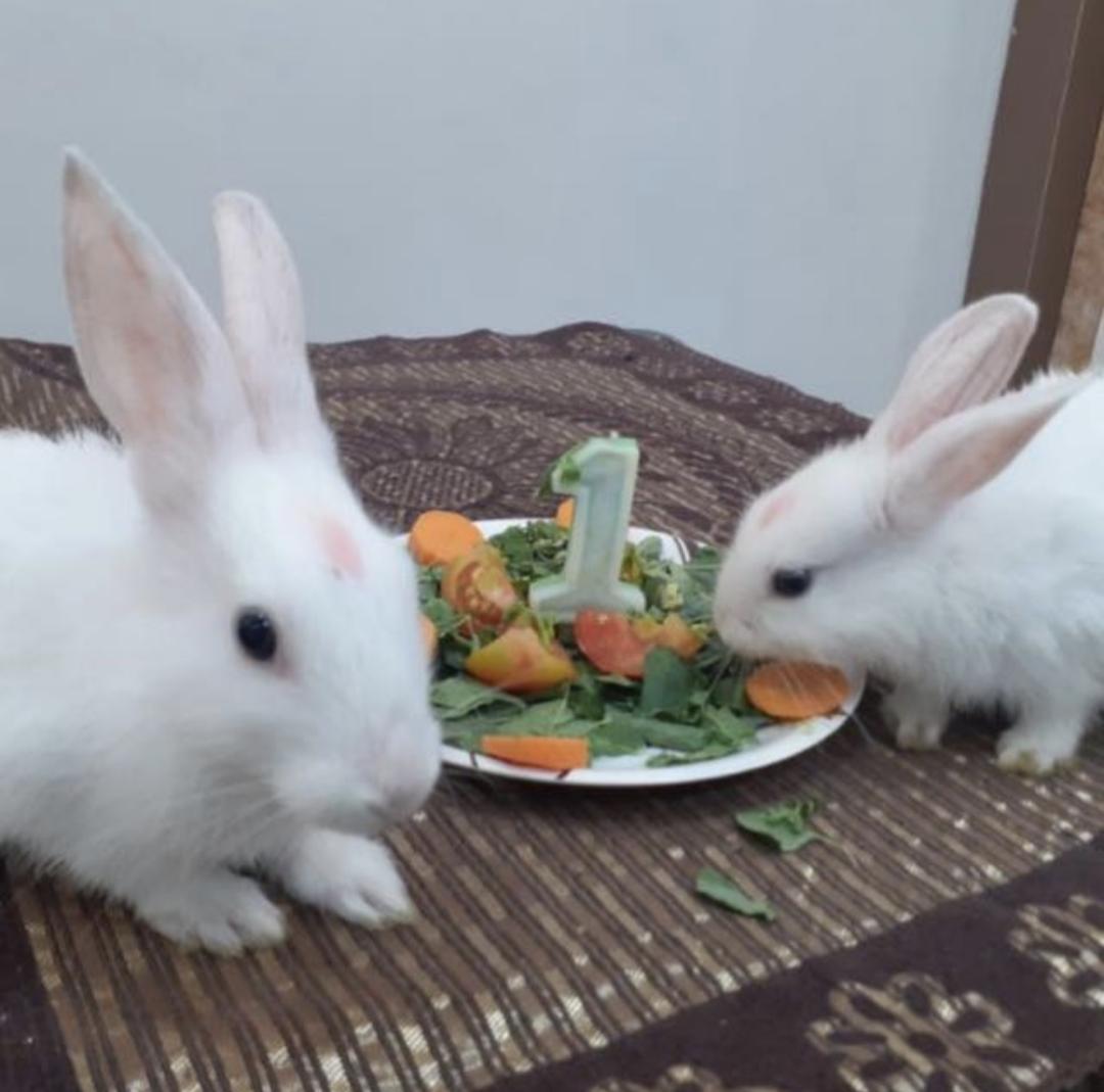 _manish__'s tweet photo. 🥕🐇🐇🐰🐰🥕
#pets #Pet #petsfood #GOAT𓃵 https://t.co/6GlYuQbvNT