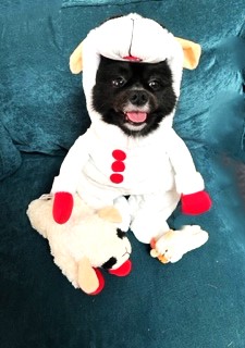 #PhotoChallenge2023October - Halloween
Here is my official Halloween costume for 2023!
I'm one of my favorite things in the whole world -- Lambchop!  I wonder if I bite myself, I'll squeak.

#DogsofTwitter #TaterTotSquad