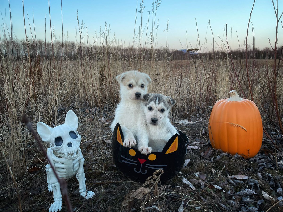 Happy Halloween! 🎃

The dogs & I hope you have a spooky day! Please enjoy these terrifying photos to add to your Halloween festivities!

What are you & your pets doing for Halloween? 

#halloween #alaskanhuskies #sleddogs #mushinglife #puppylove #alaskalife