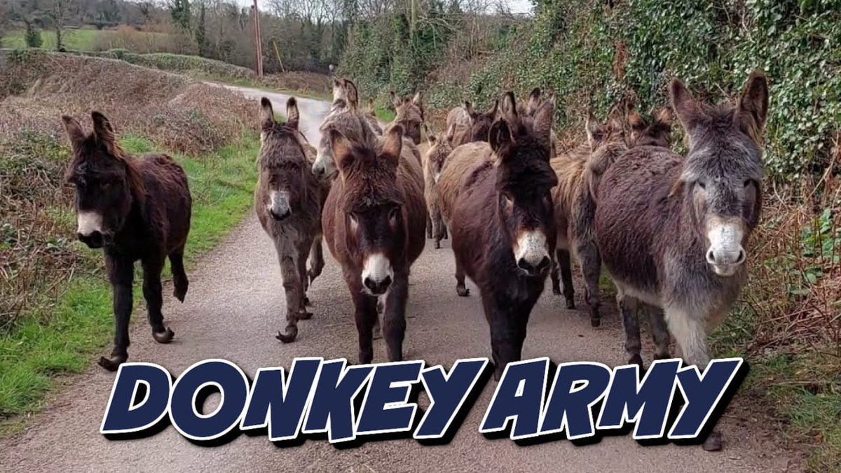 HLDonkey's tweet photo. @AJ_cryptoo $DONKEY 💪🏻 https://t.co/DnV2njLAr4