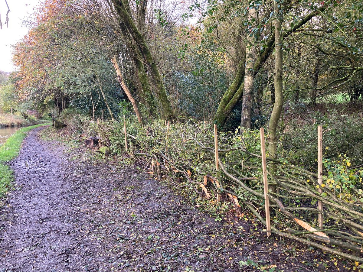 What a great start to the week, over 40 metres of hedgerow layed by #Volunteers along the Huddersfield Narrow Canal West. Hedge laying creates an improved boundary &amp; ideal habitat for #Wildlife.

What a team, well done &amp; thank you! 👏👏 #VolunteerByWater #Volunteering