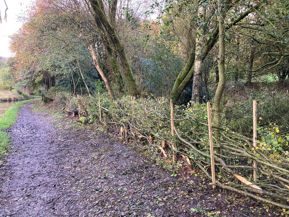 What a great start to the week, over 40 metres of hedgerow layed by #Volunteers along the Huddersfield Narrow Canal West. Hedge laying creates an improved boundary & ideal habitat for #Wildlife.

What a team, well done & thank you! 👏👏 #VolunteerByWater #Volunteering