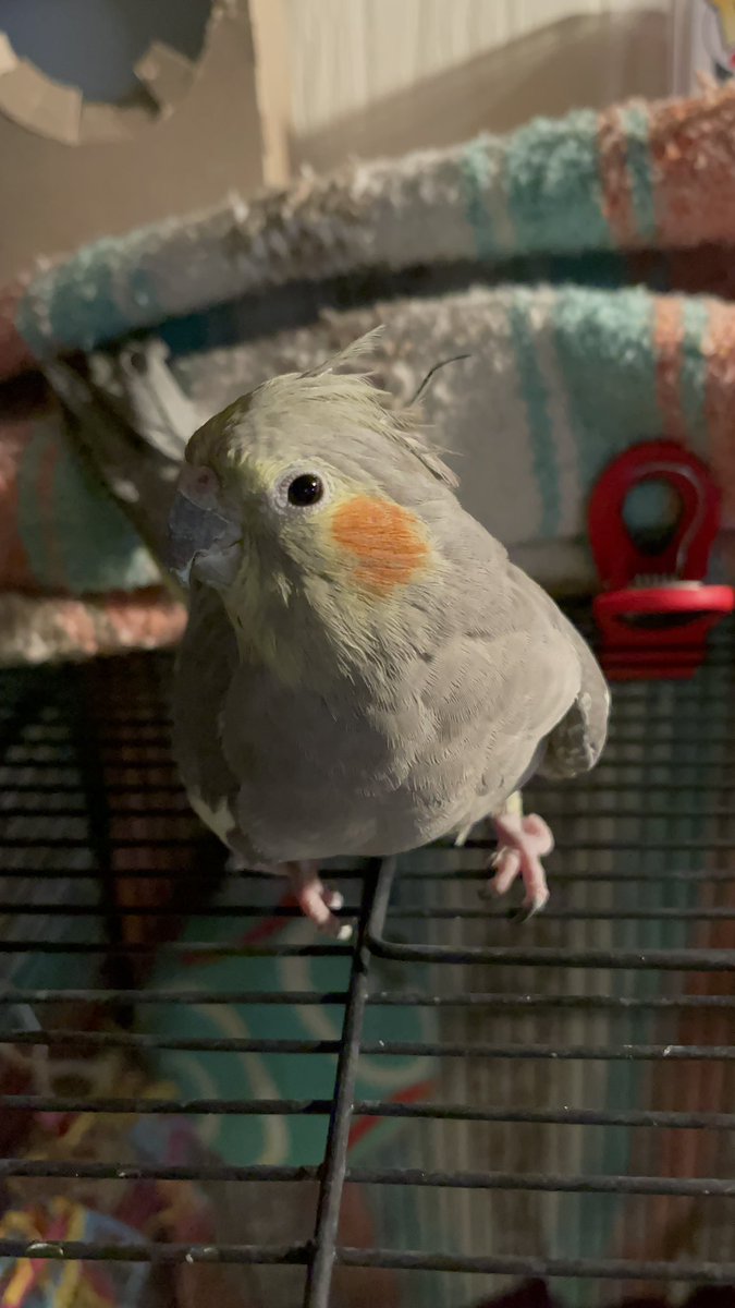 Tina Currey (Loki the tiel) (Hiddles Fairy) tweet media