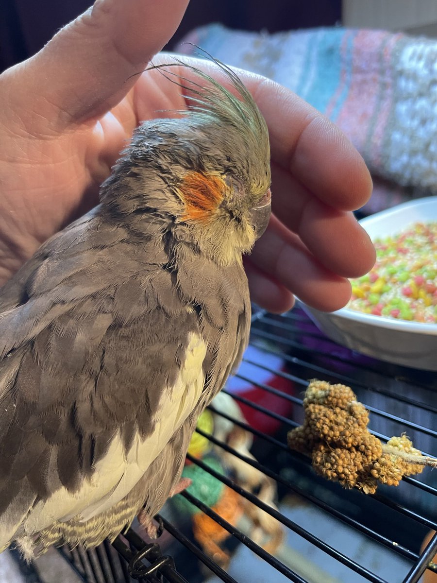 Tina Currey (Loki the tiel) (Hiddles Fairy) tweet media
