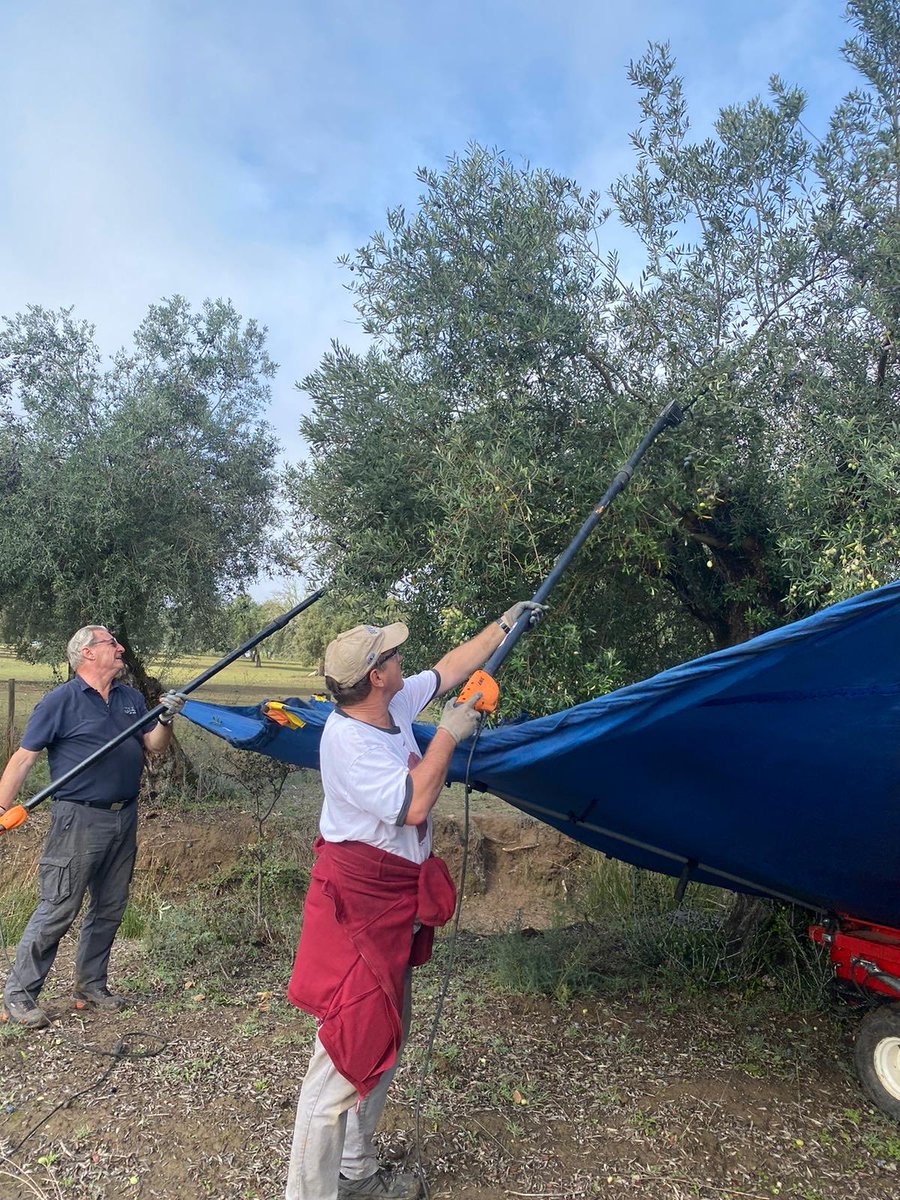 Just back from a week in Alentejo, Portugal helping to bring in the Olive harvest. Learning what makes the highest quality olive oil and having a great time with new friends. If you want a different kind of holiday experience in 2024, go to dabaronia.com