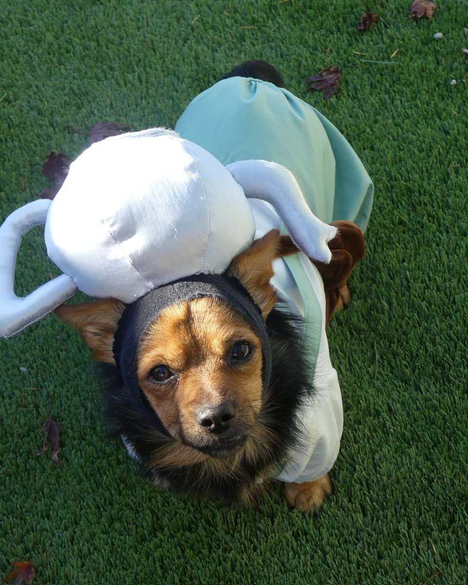 sproutpups's tweet photo. Happy Halloween! 🎃
#Overthegardenwall https://t.co/BrPbTnm48U