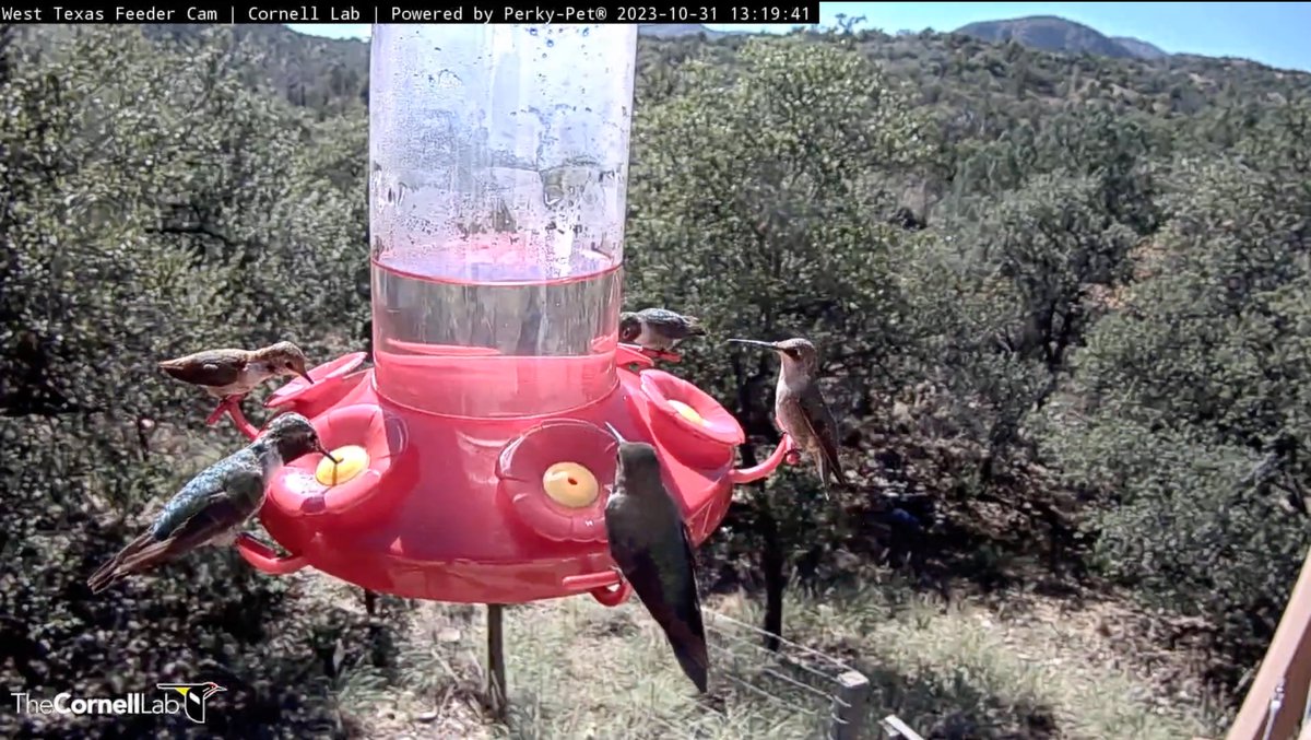 TexasHummers's tweet photo. 13:19 10/31 Looks like we have a female Ruby-throated Hummingbird in attendance at the busy nectar feeder. 
From left to right: 
Immature male Rufous, two male Broad-tailed, female Ruby-throated and another male Broad-tailed. https://t.co/k2QBVuMFPZ