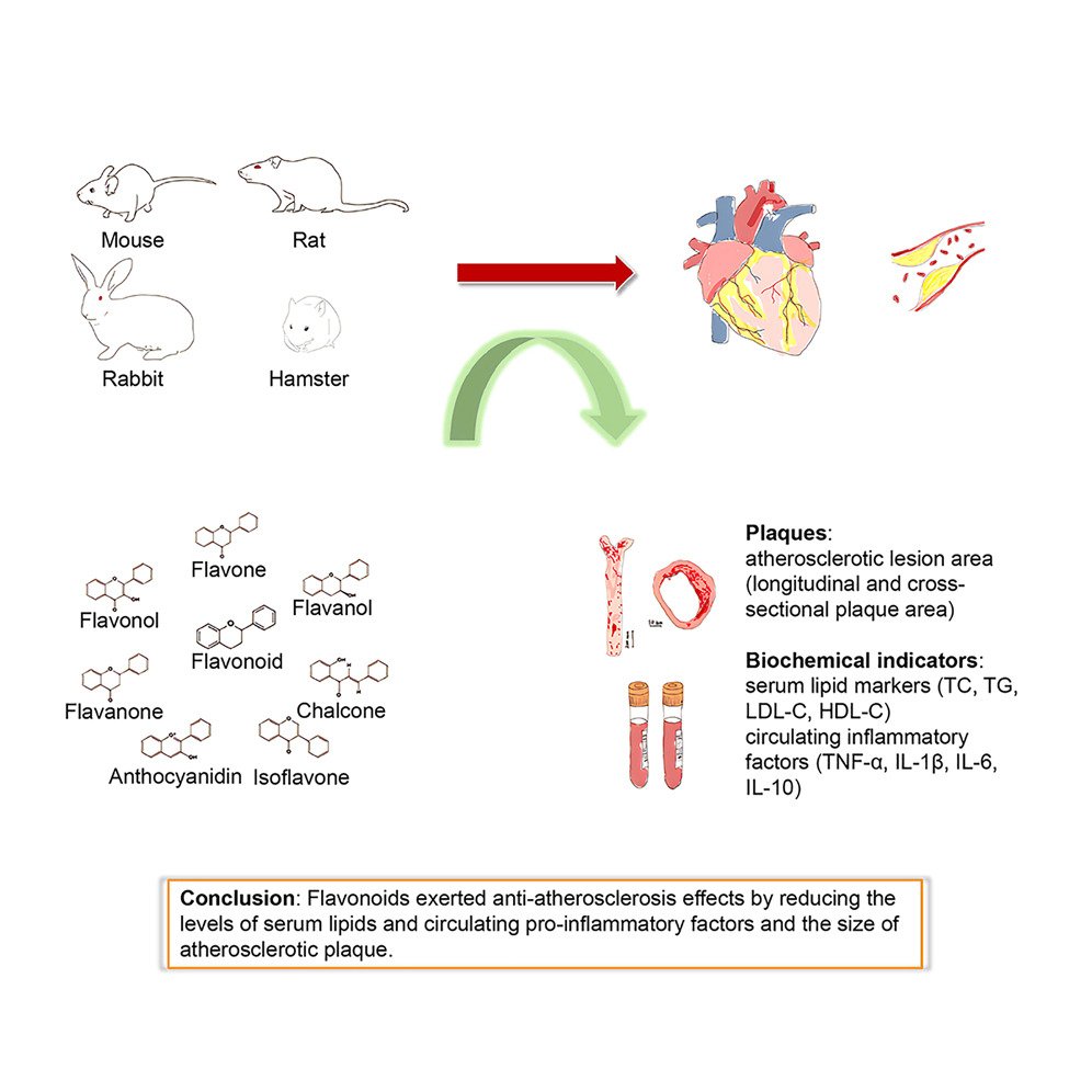 heniek_htw's tweet image. Beneficial Effects of #Flavonoids on Animal Models of Atherosclerosis: A Systematic Review and Meta-Analysis

This study provides evidence for the potential #cardiovascular benefits of flavonoids.
sciencedirect.com/science/articl…