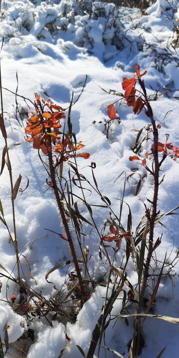 Bye Bye Fall, Hello Winter.
