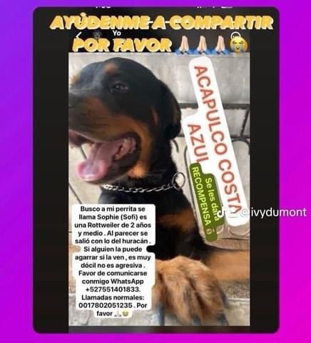 #Extraviada #Otis #Acapulco Sofi, perra rottweiler, 2 años de edad. Color negro con manchas cafés, dócil, no agresiva. Se perdió durante el huracán Otis en Costa Azul, Acapulco, Guerrero.