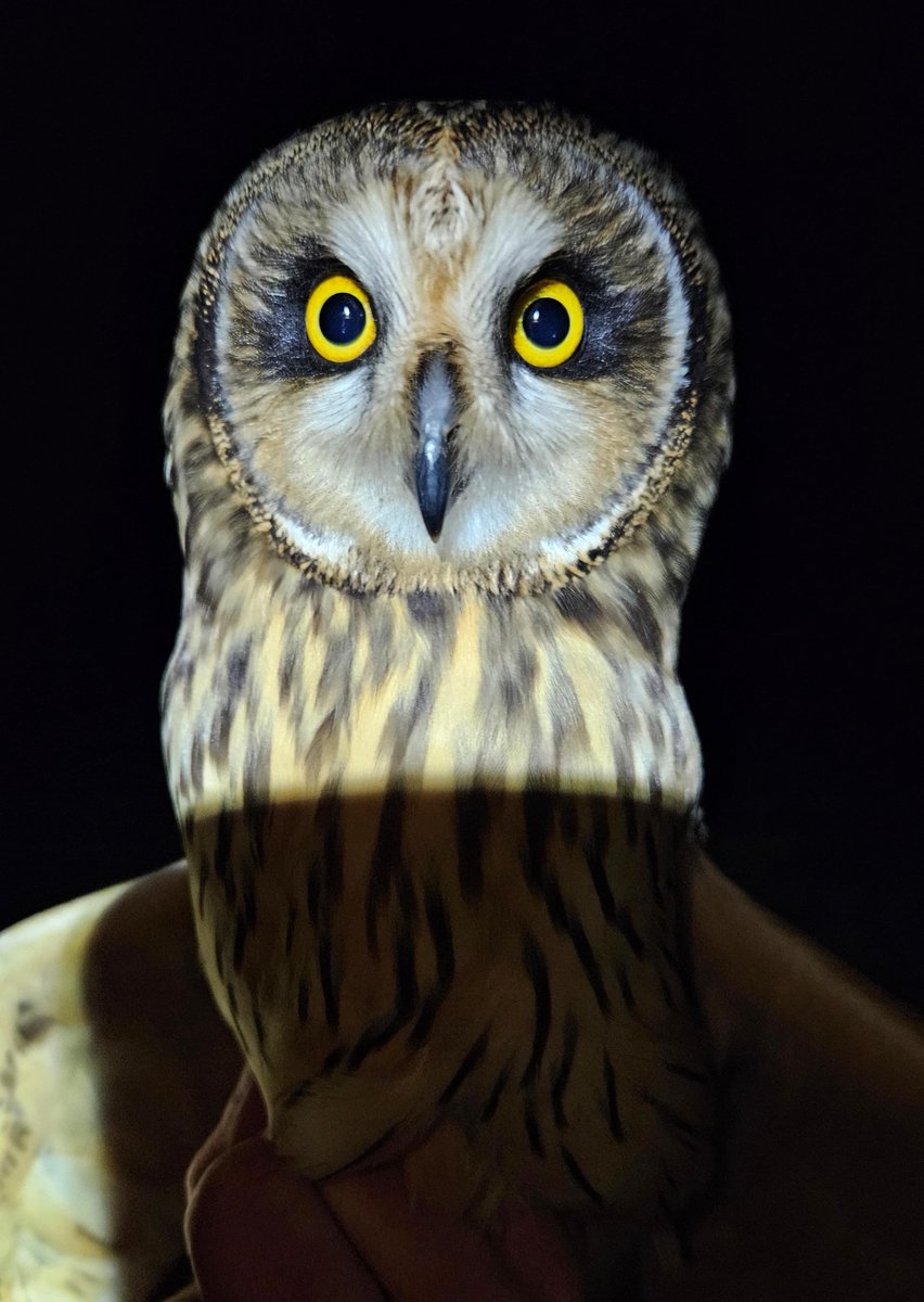 Ballymaloe House Hotel (@ballymaloe) on Twitter photo Having worked hard to provide our Irish Owl species with the best habitat, imagine our excitement when @alanMc_23, a licenced bird ringer with @birdwatchireland, recently visited to monitor our progress & we saw 4 of all 3 Irish Owl species 🦉Info here: instagram.com/ballymaloe_hou… Having worked hard to provide our Irish Owl species with the best habitat, imagine our excitement when @alanMc_23, a licenced bird ringer with @birdwatchireland, recently visited to monitor our progress & we saw 4 of all 3 Irish Owl species 🦉Info here: instagram.com/ballymaloe_hou…