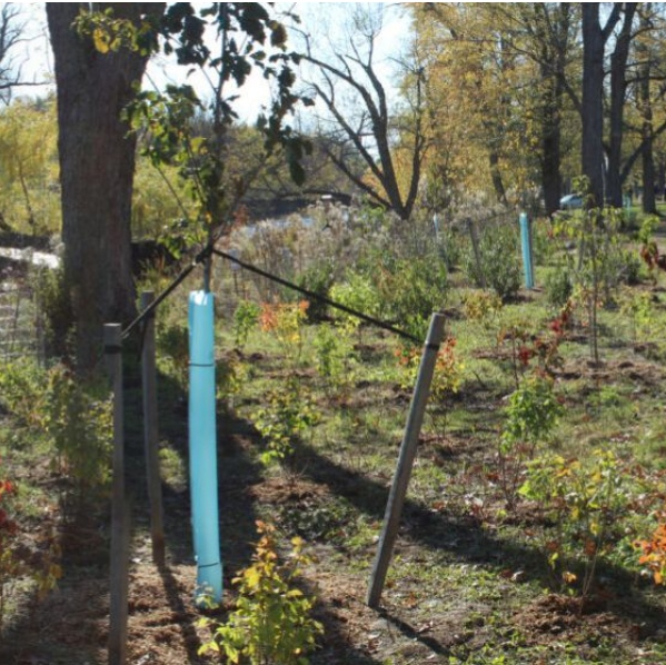 BNWaterkeeper's tweet photo. Volunteers are needed to move plants along Ellicott Creek this Saturday, Nov. 4. The event is hosted by Erie County Bureau of Forestry and the Citizen Coalition for Wildlife and Environment. Learn more at the link to see how you can help. 

https://t.co/J5r6tyTIj7 https://t.co/yyPVjzkTO5