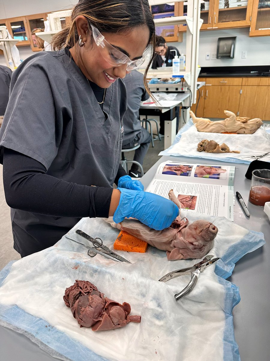 In true Halloween spirit, seniors are embracing the day with our fetal pig autopsy 🧡 🖤They're exploring the anatomy, applying prior dissection skills and content knowledge while uncovering how all the systems work together 🧠🫁🦴<a href="/NisdCTE/">NISD CTE</a>
