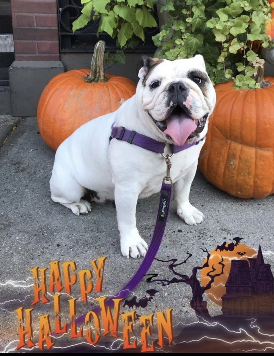 Lola wanted to wish everyone a Happy Halloween..