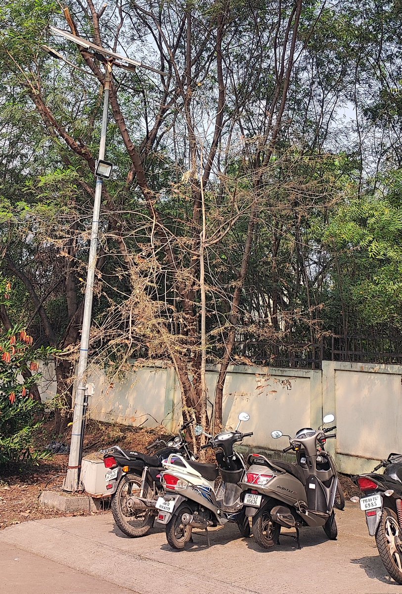 ManishKumar_22's tweet photo. Nature's resilience is truly remarkable πΏπ!
Completely defoliated by voracious zebra caterpillars just a few weeks ago and looked dried and dead, this plant is now defying the odds and sprouting new leaves during the fall season. ππ
#NatureRecovery #SpringInFall #Herbivory https://t.co/6H6aGXId1T