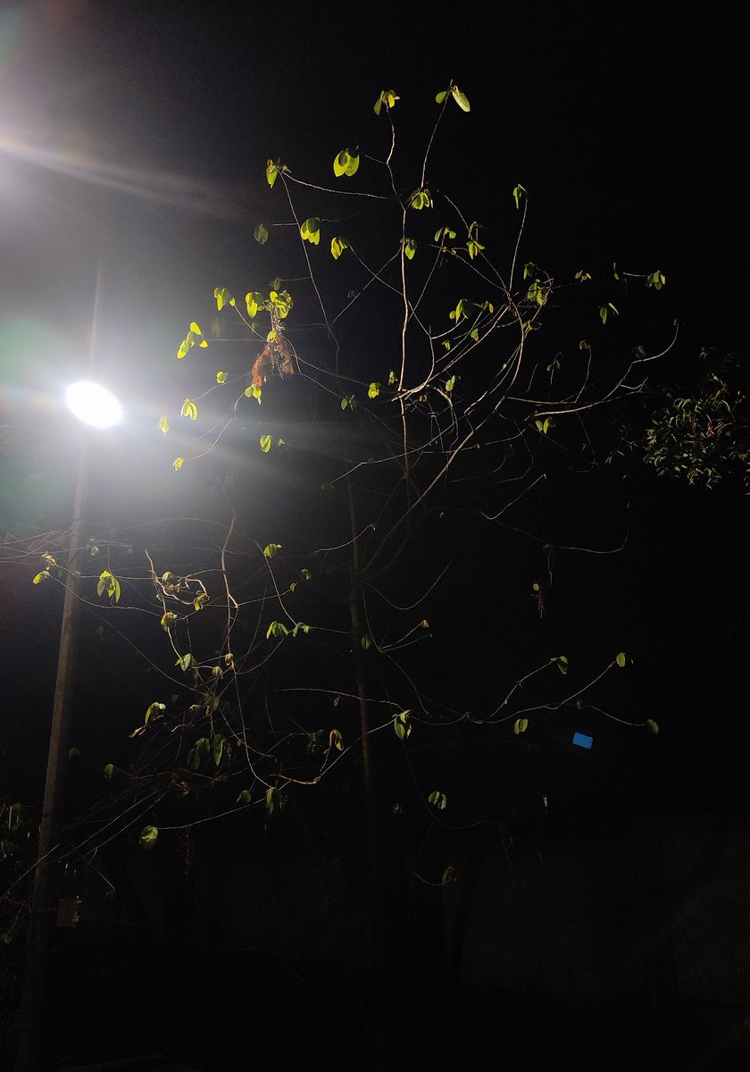 ManishKumar_22's tweet photo. Nature's resilience is truly remarkable πΏπ!
Completely defoliated by voracious zebra caterpillars just a few weeks ago and looked dried and dead, this plant is now defying the odds and sprouting new leaves during the fall season. ππ
#NatureRecovery #SpringInFall #Herbivory https://t.co/6H6aGXId1T