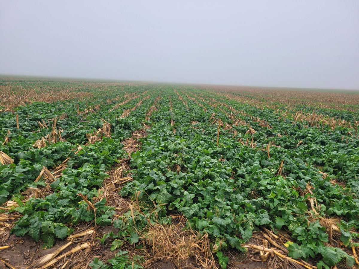 Okay #agtwitter I have cattle grazing radishes and turnips on stalks. It's never a big deal to put NH3 on plain stalks, but will putting it on in the cover cause a nitrate issue for the grazing cattle?