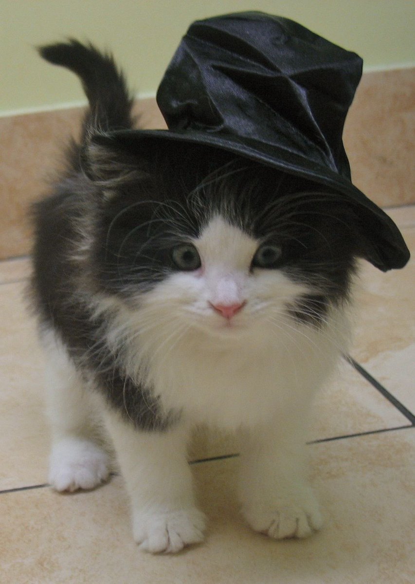 Hum_Blippo's tweet image. B OUO ddid ei skar u??