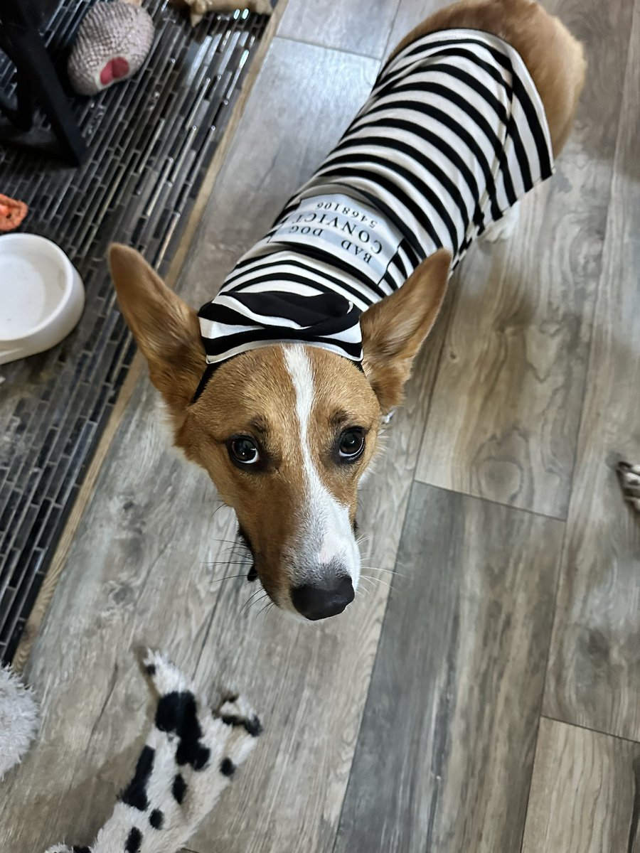 thebalroghunter's tweet photo. Happy Halloween 🎃 https://t.co/C7WWz6XRyg