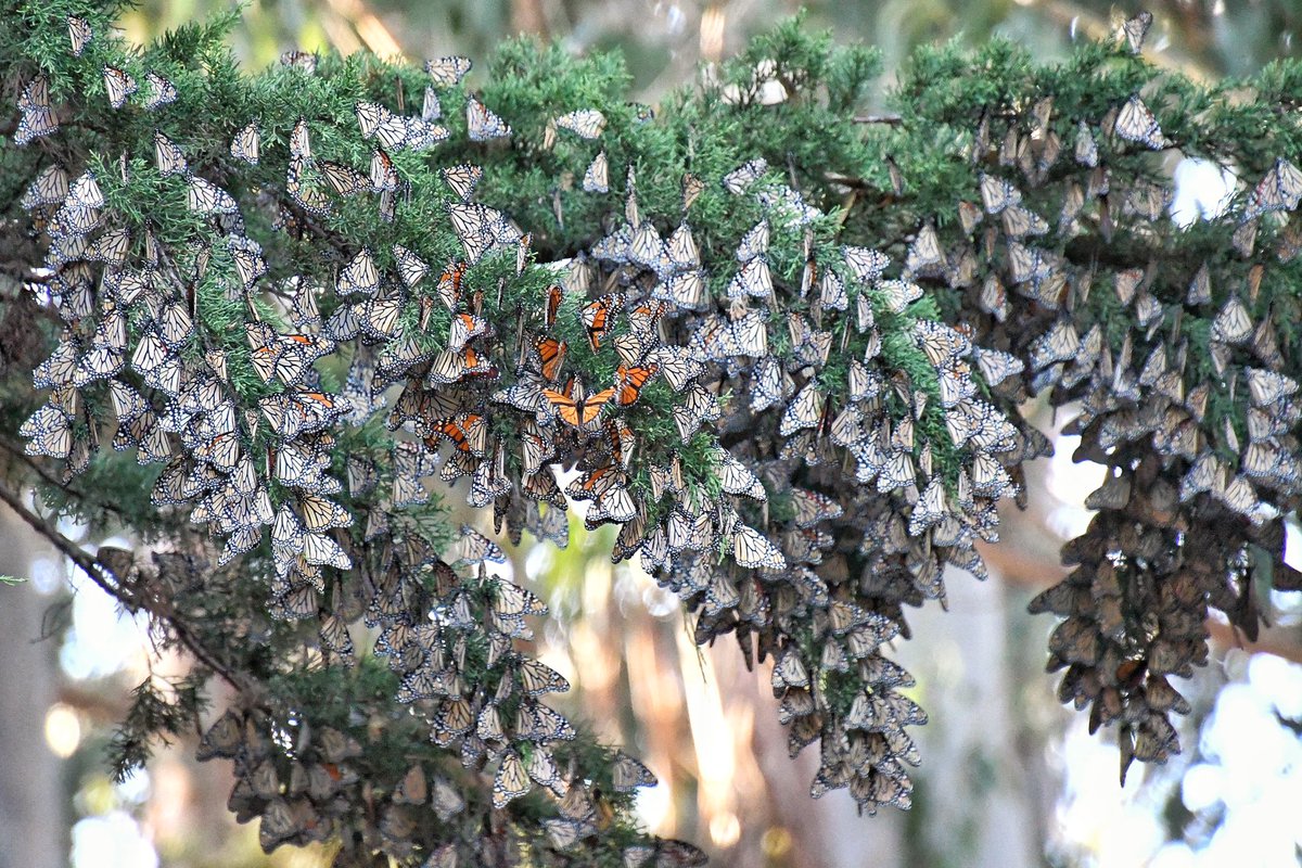 NativeSantaCruz's tweet photo. Monarch Butterflies are big in Santa Cruz in a big way! This is from yesterday at Lighthouse Field and show more monarchs than I’ve previously seen there. Their wings are mostly closed in these photos and many think they’re dead leaves. https://t.co/P3UGyup8y3