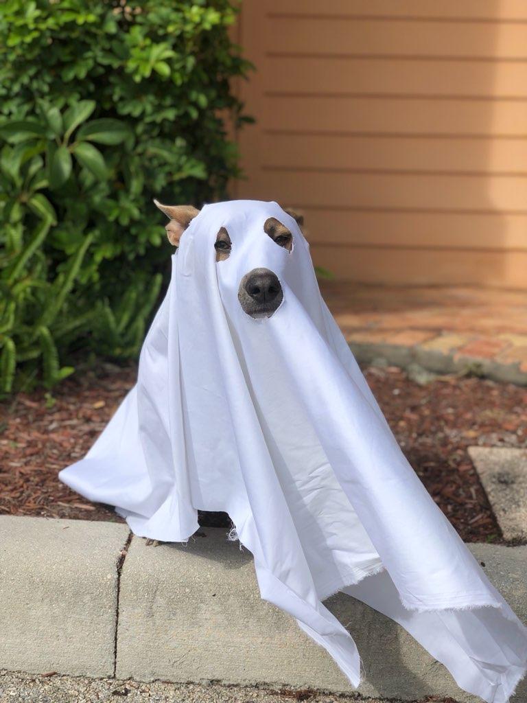 RRSNewsNow's tweet image. Spook-tacular Squad Alert! Our team is in the Halloween spirit and ready to haunt the office👻 Happy Halloween from the RRS team! 🎃

linkedin.com/company/renais… 

#HalloweenAtTheOffice #TeamSpirits #RRSCompliance