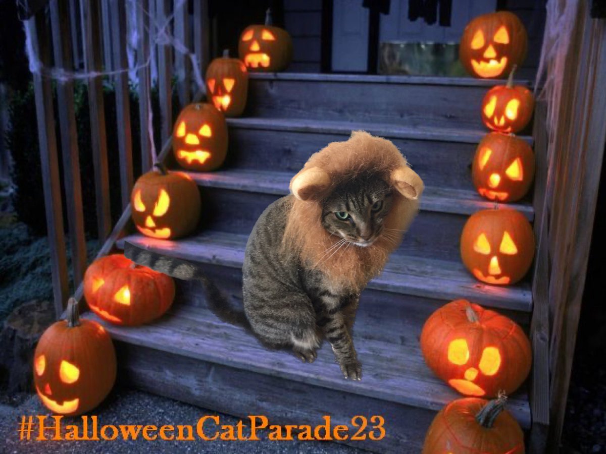 Captiva the Mighty Lioness is ready to greet everyone who comes by her house for #Halloween 
She has Tuna & Catnip Treats for all those who come by to see her.
😻🐠🐟🌱🌿🍃🎃
#HalloweenCatParade23 
#CatsOfTwitter 
#Tabby 
#TunaTuesday