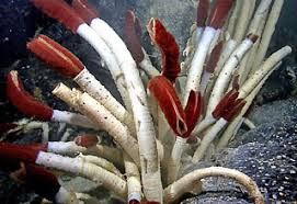 Ana Belen Yanez Suarez (@belenocean) on Twitter photo Finally I could see and touch this unbelievable worm Riftia 🤯🤯. Hydrothermal vents are fascinating. #MappingGalapagosVents. Good work of <a href="/squamiferum/">C. Chen @ Jamsteeeec</a> in getting the entire worm out of its tube . <a href="/SchmidtOcean/">Schmidt Ocean</a> #deepsea #Riftia Finally I could see and touch this unbelievable worm Riftia 🤯🤯. Hydrothermal vents are fascinating. #MappingGalapagosVents. Good work of <a href="/squamiferum/">C. Chen @ Jamsteeeec</a> in getting the entire worm out of its tube . <a href="/SchmidtOcean/">Schmidt Ocean</a> #deepsea #Riftia