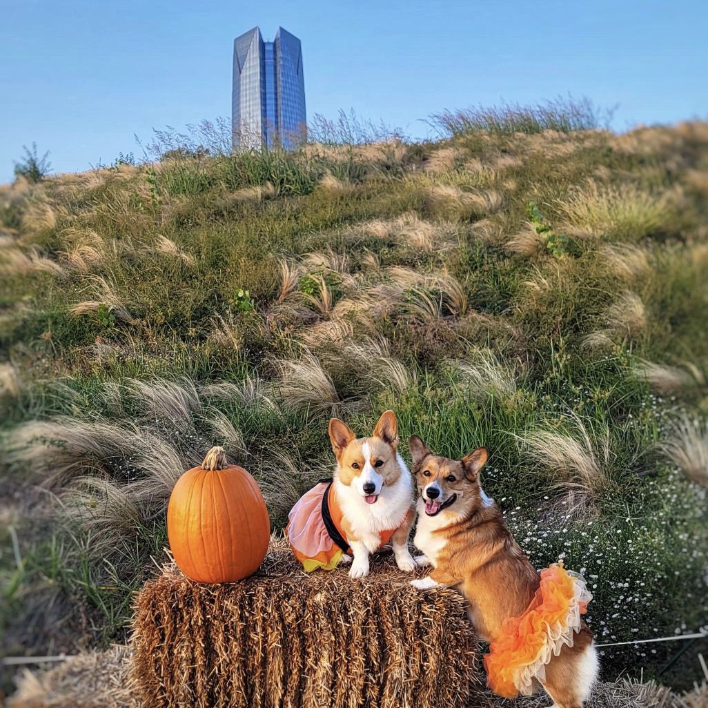 We hope you have a spook-tacular Halloween! 👻 #SeeOKC @ScissortailPark 📸 @silver_nola_beignet