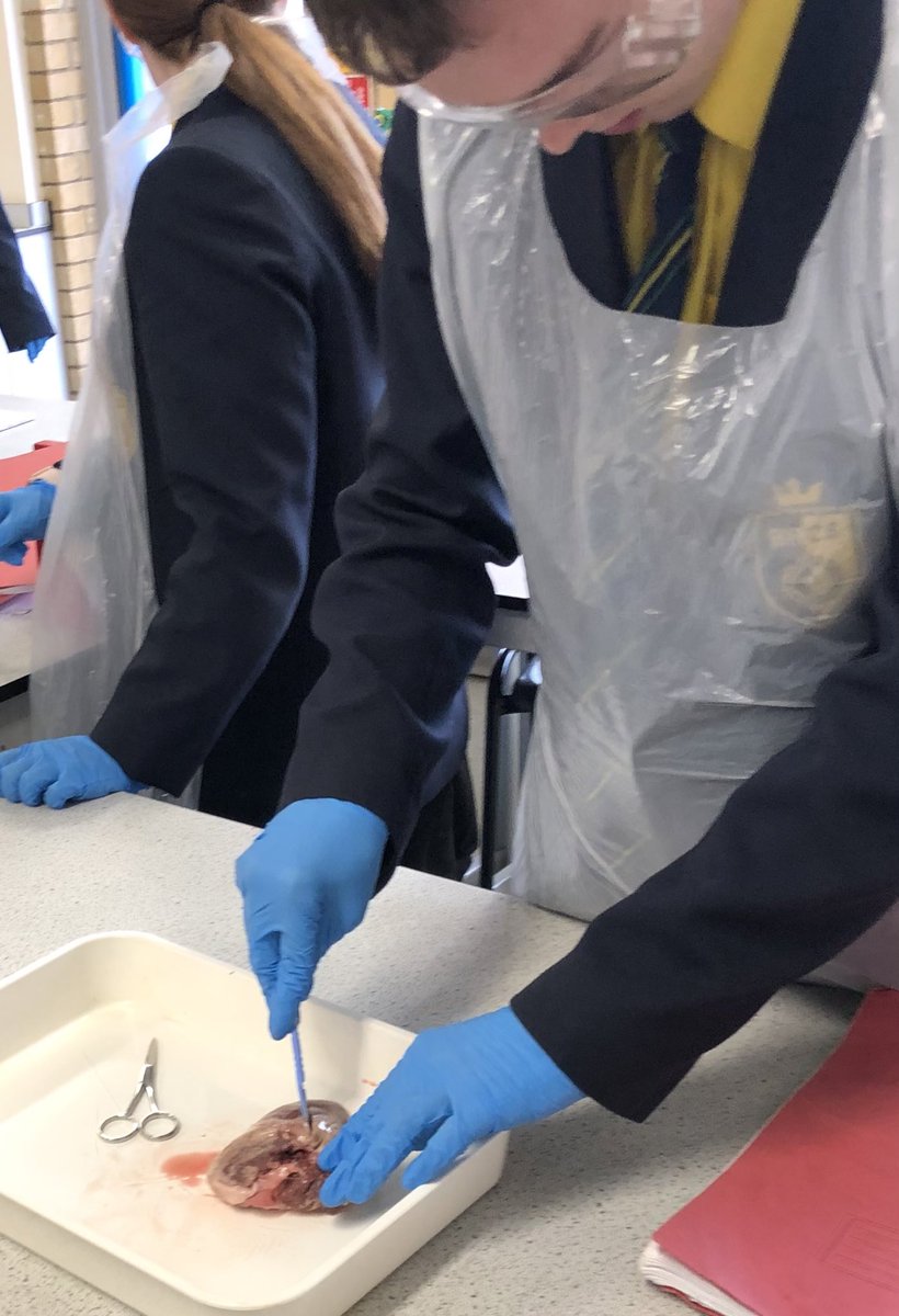 Heart dissections with year 10 today. So proud of them for showing such #courage Well done 10VMA! @ScienceBhcs @BrightonHillSch