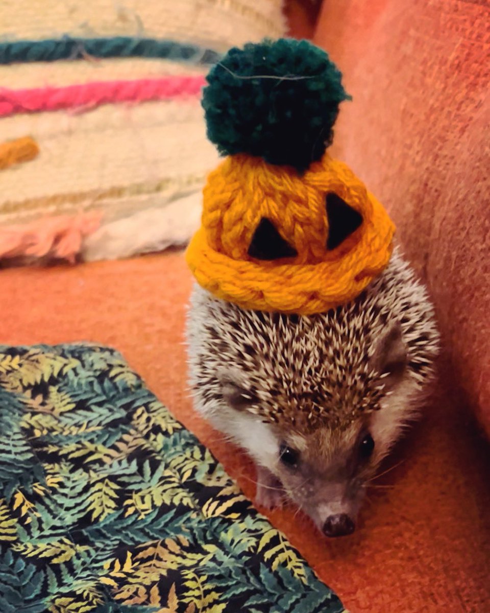 Julia Smith tweet media