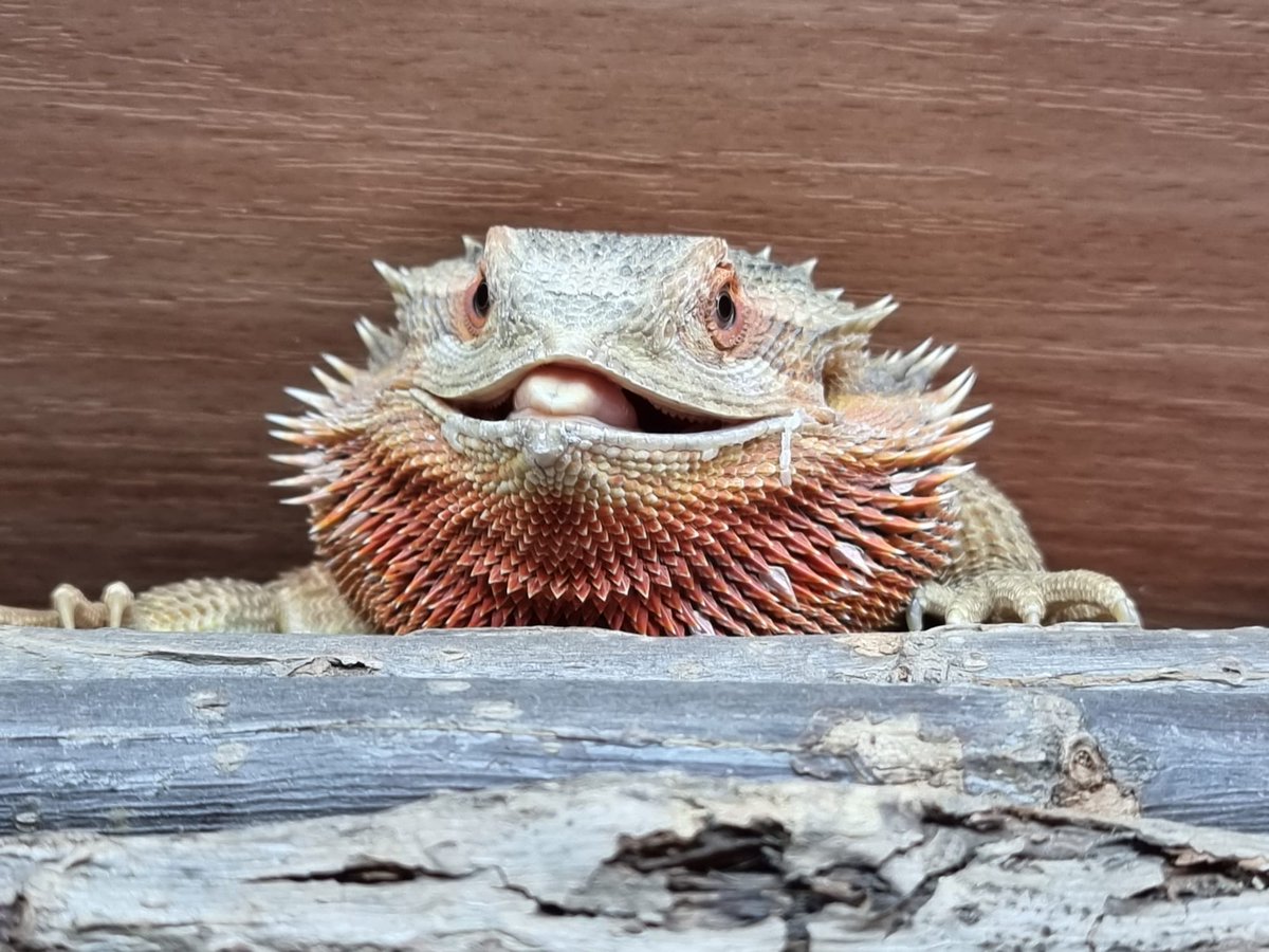 Flynn Bear and Mums tweet media