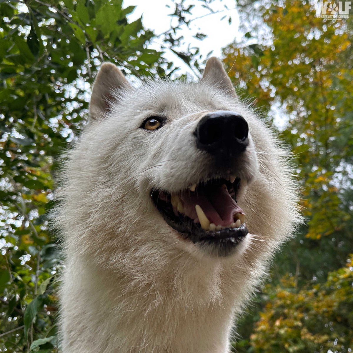 Wolf Conservation Center 🐺 tweet media