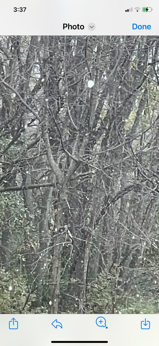 ErnieAgee's tweet photo. Snowing in Tippecanoe County Indiana. Happy Halloween 🎃 ☃️ https://t.co/styclxfKQV