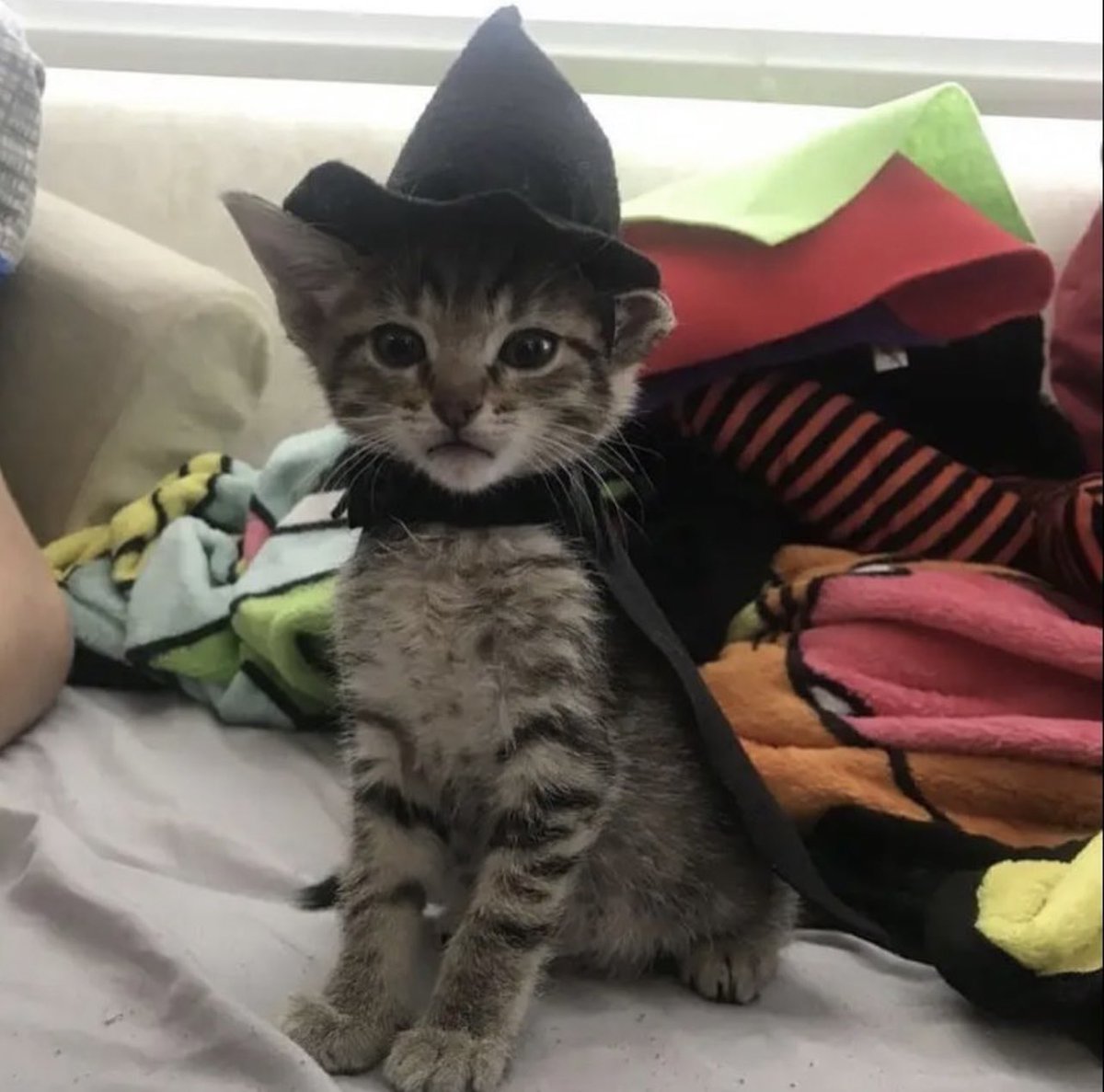 PostsOfCats's tweet image. 