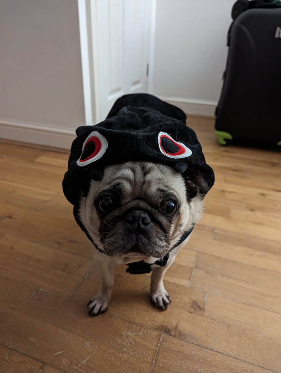 I didn't dress up for Halloween but Benji did #SpiderPug