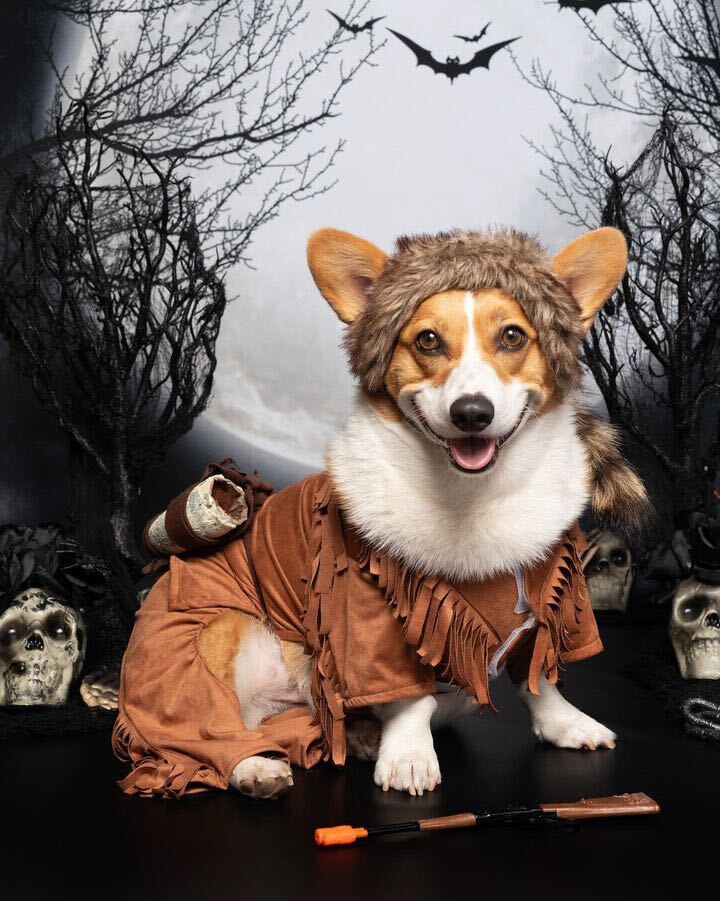 Check out these suite pets in their Halloween costumes!