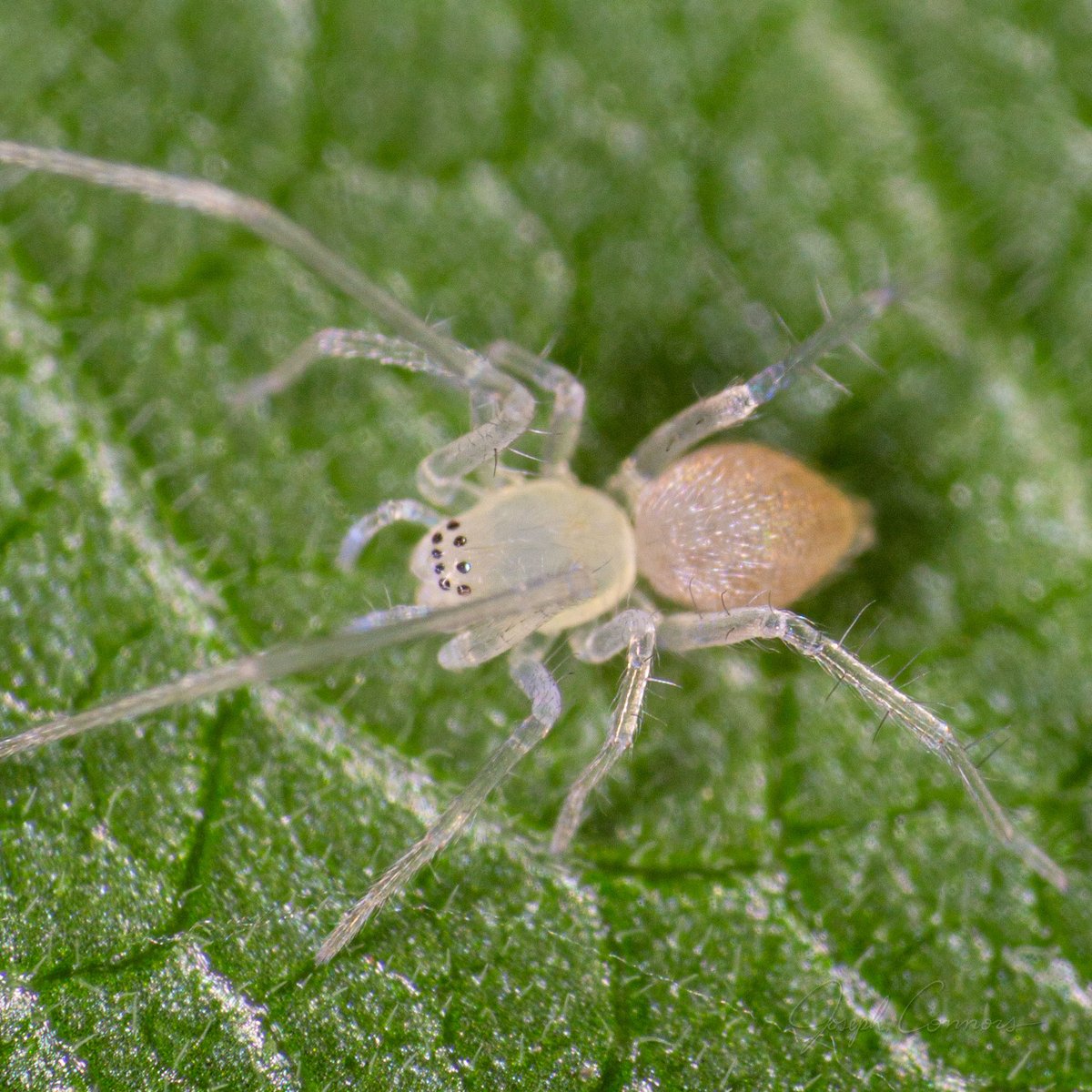Large spiders in Ohio, image size:1200x1200
