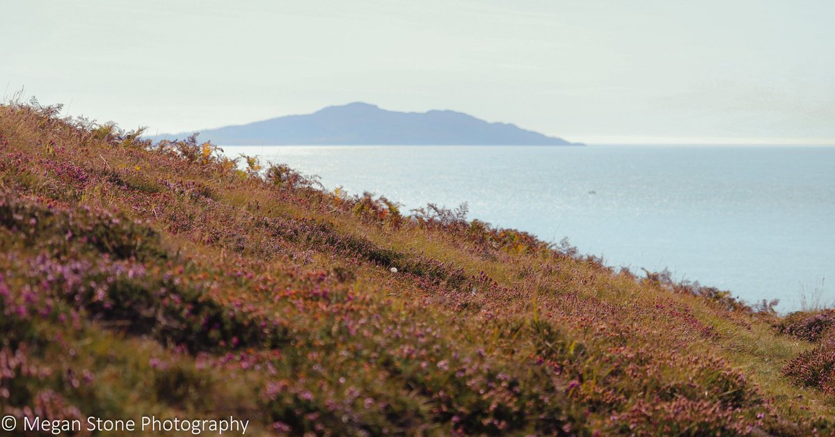 Island mountains and heather hues 💜⛰️ 

There’s just something special about Anglesey or Ynys Môn, N. Wales 🏴󠁧󠁢󠁷󠁬󠁳󠁿  #visitwales #wales #anglesey #visitanglesey #discovercymru #loveanglesey #croesocymru #explorewales #cymru #walescoast #canon #nature #wildlife #hike #coast #autumn