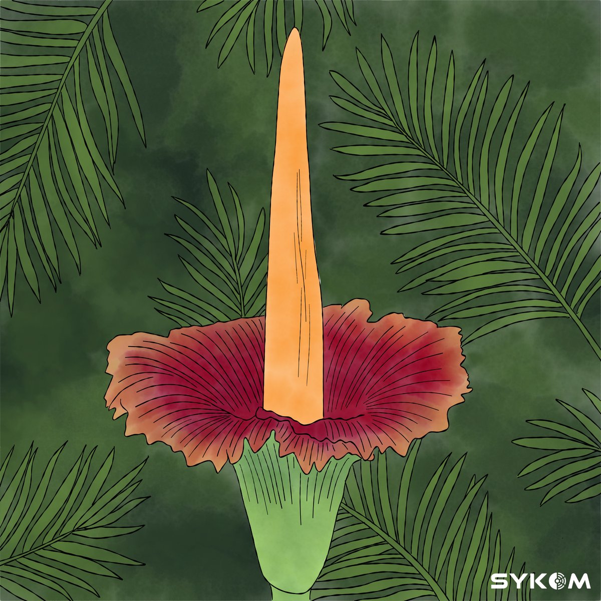 Happy Halloween! The last spooky nature illustration for this October is the corpse flower. When this rare plant blooms, the flower can reach >10 feet! Its name comes from the stench of rotting meat and heat it gives off to attract beetles and flies for pollination. #scicomm