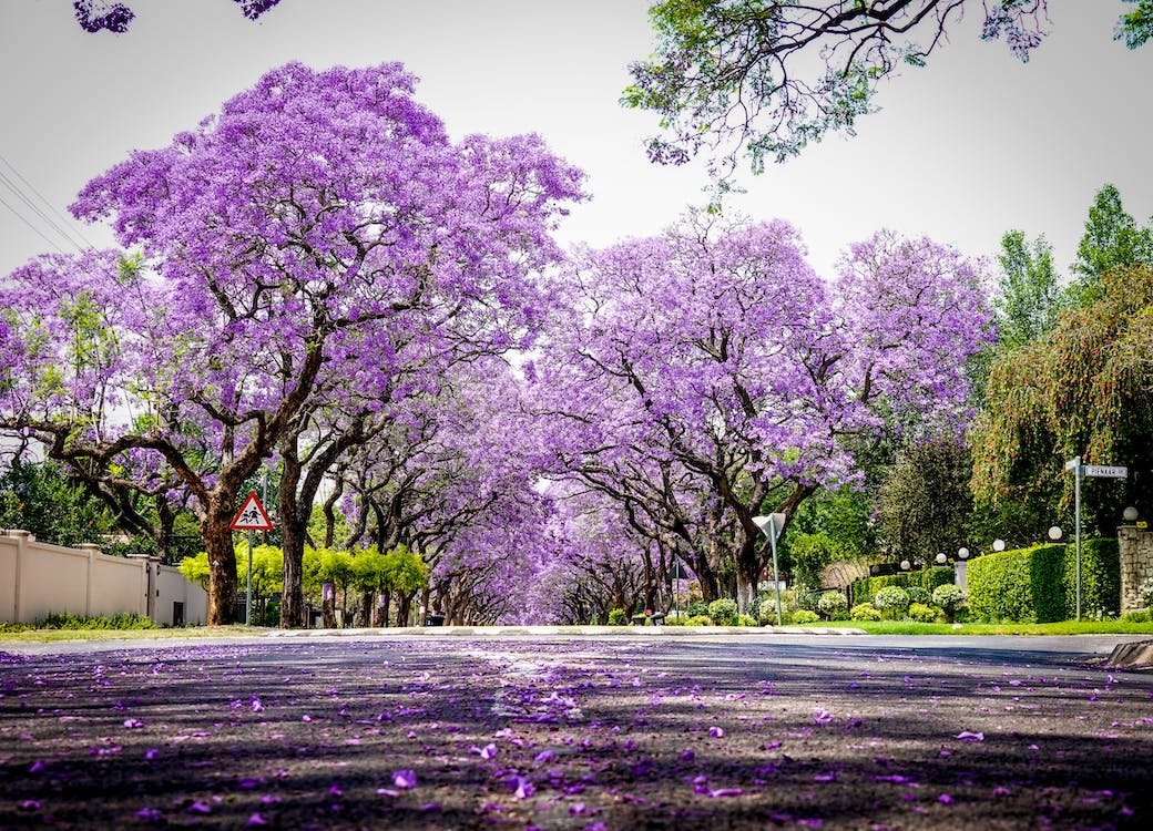 arboles_magicos's tweet photo. Las jacarandas son originarias de América Central y del Sur, pero se han propagado por todo el mundo debido a su hermosa floración en tonos lilas. Este árbol se relaciona con la sabiduría, el renacimiento y la buena fortuna en general. La mitología amazónica narra la historia de un bello pájaro llamado Mitú, que llevó a una sacerdotisa conocida como Hija de la Luna a descansar en lo alto de un jacarandá. Durante un tiempo, convivió con los seres humanos, enseñándoles la diferencia entre el bien y el mal.