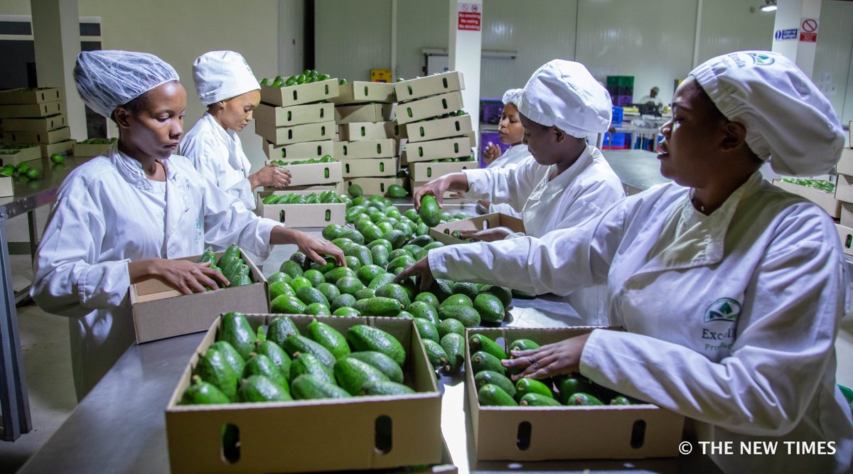 Glimpse of the future: Rwanda the new world avocado supplier. First shipment from Kigali - 22.4tonnes of premium Hass avocados - arrives in The Netherlands. In hours, Holland orders 2nd shipment. Those 1million trees that Rwanda's been planting every year? Many are avocado.🇷🇼🥑
