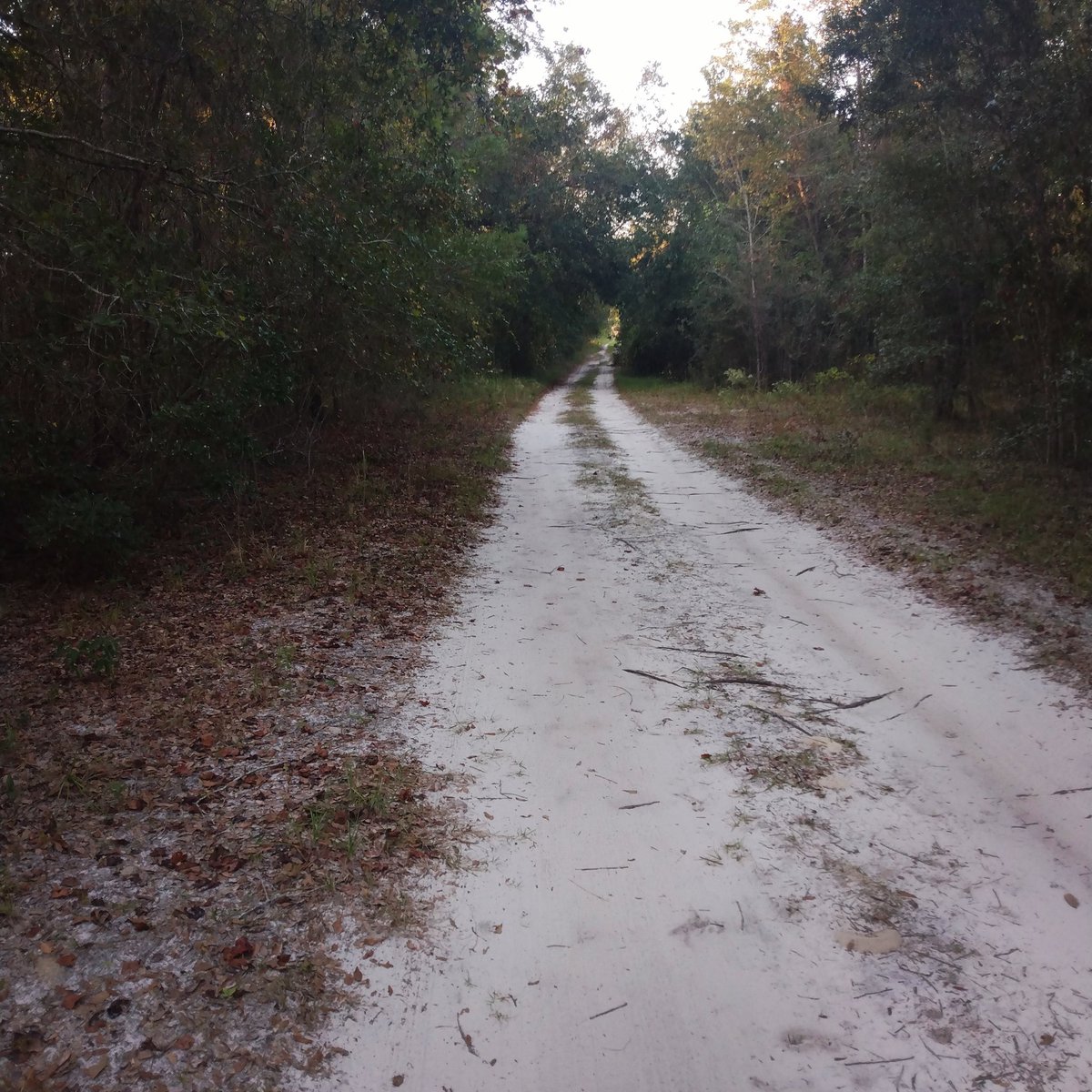 theplantnerd23's tweet photo. Love my driveway, way out in the woods. All you see is woods, fields, cows, and plenty of wildlife.
#countrylife #thephotohour #dirtroads
#wayouthere #countryfolkscansurvive
#tuesdaymotivations #HappyHalloween #landscapephotography https://t.co/asK4VZEFsK