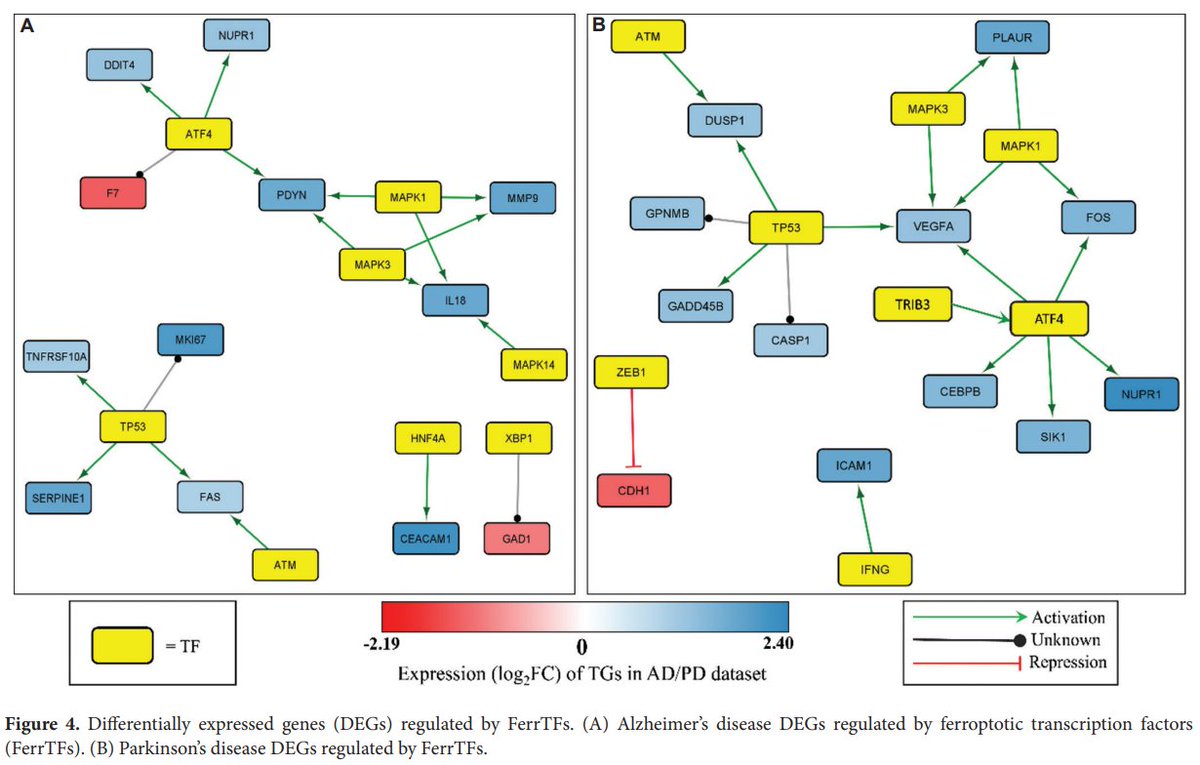 🤩NEW content online! "#Demystifying the influence of ferroptosis on #Alzheimer’s and #Parkinson’s #diseases: A network and systems biology approach"
👥By Deepyaman Das et al.

🌻Full article available at: accscience.com/journal/GTM/2/…