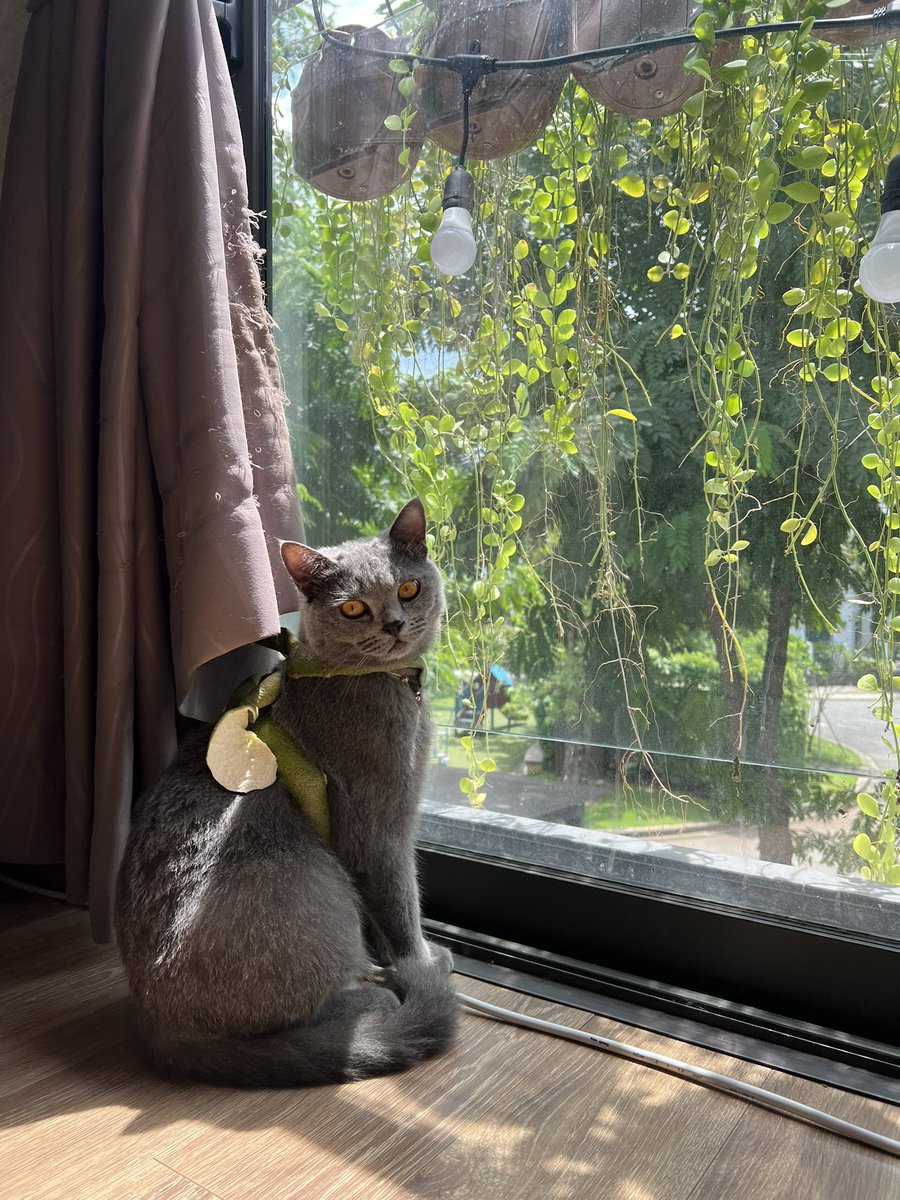 happy halloween 2023 🐈
#cat #thucung #cute