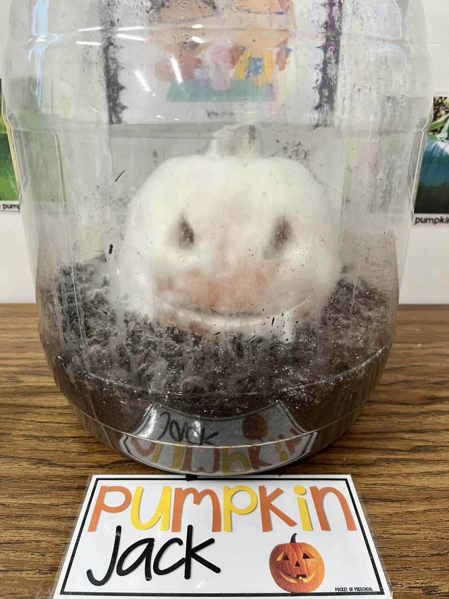 Day 29 of our Pumpkin Jack experiment 🎃 <a href="/YorbitaCheetah/">Yorbita Principal</a> #tkteacher #science