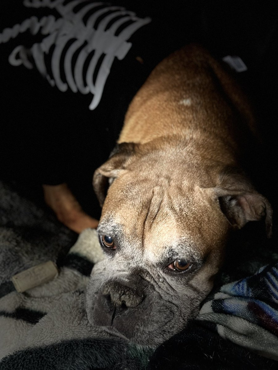 de2nise's tweet image. Happy Halloween! 🎃#MatchingPjs #Boxer #AmericanBulldog #Calico