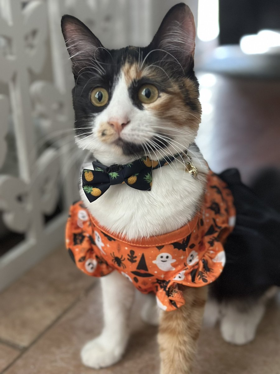 de2nise's tweet image. Happy Halloween! 🎃#MatchingPjs #Boxer #AmericanBulldog #Calico